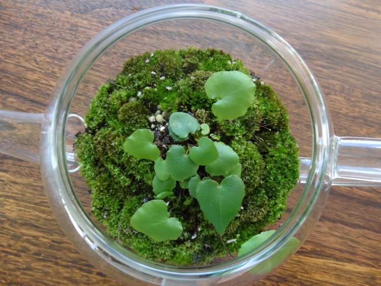 Terrarium glass teapot miniature landscape by thebirdwhistlehome
