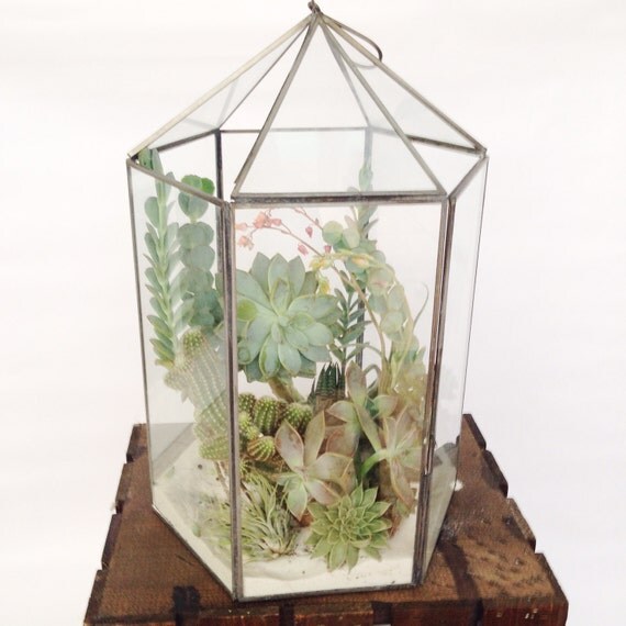 Modern Hexagon Glass Geometric Succulent Terrarium Succulent
