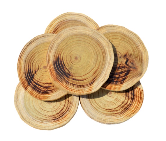 Set of 12 Acacia Locust 6 cm/2.2 in dried wood slice tree discs logs 