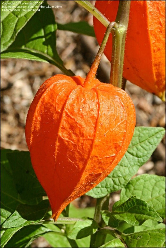 Perennial CHINESE LANTERN 30 seeds Physalis by ThePetuniaGarden