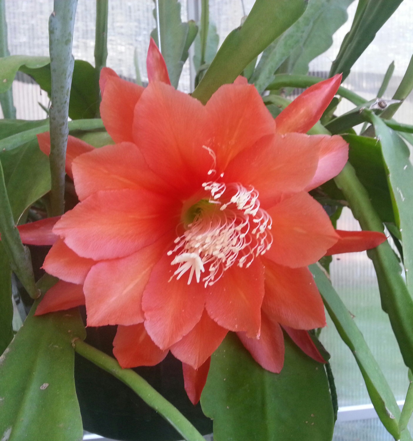 Epiphyllum Orchid Cactus ORANGE BOWL Rooted by PetricksPlants