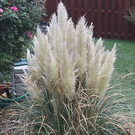 Dwarf Pampas Grass Size 1 Gallon by GreenerEarthNursery on Etsy