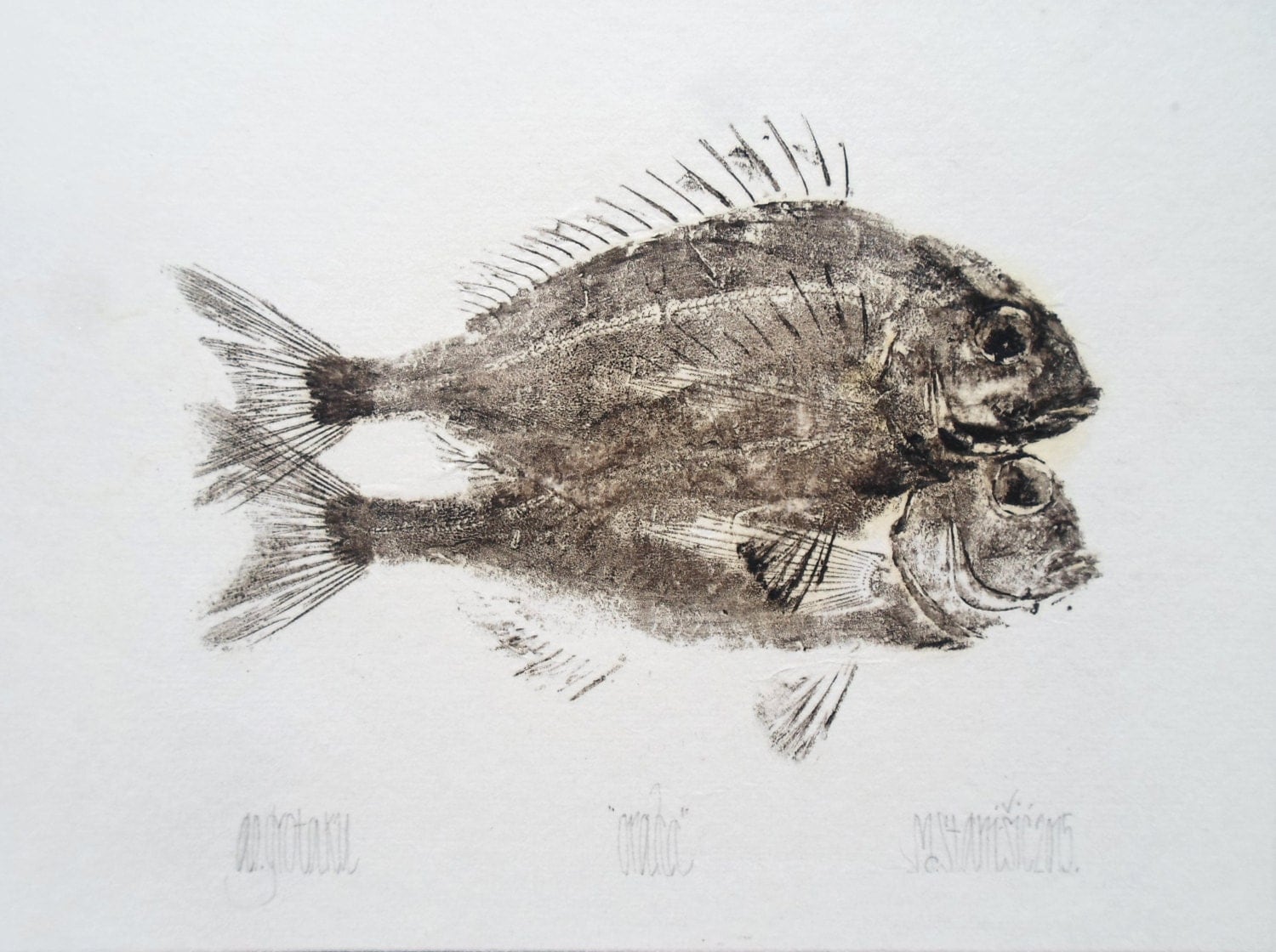 Bream Gyotaku print traditional Japanese fish art