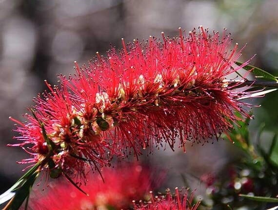 Callistemon citrinus Lemon Crimson Bottlebrush 20_Seeds