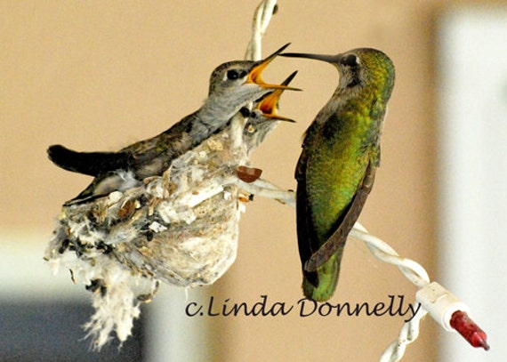items similar to hummingbird babies photograph nursery items similar to hummingbird babies photograph nursery