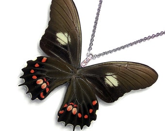 Real Butterfly Wing Necklace / Pendant (WHOLE Papilio Isidorus Butterfly - W124)