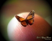 Miniature Butterfly, Monarch, Danaus Plexippus, Dollhouse Scale, 1:12, 1/4" Wingspan, 6 mm, Micro, GFF Miniature Butterfly, Monarch, Danaus Plexippus, Dollhouse Scale, 1:12, 1/4" Wingspan, 6 mm, Micro, GFF