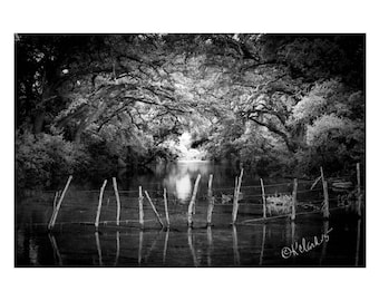 Water Fairy Fence Fine Art Photography Black and White dramatic river dreamy mystical haunting dark water ancient oak trees lhome decor art