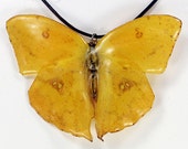 Real Butterfly Necklace - Phoebis Rurina - Hand Cast Resin