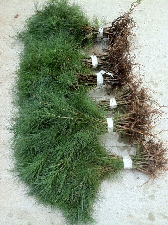 Storm Recovery Transplant Seedlings 30 White Pine Tree 12 inch