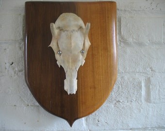 Vintage Mounted Deer Skull - Spike - 1969