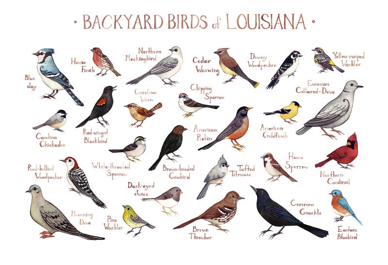 louisiana backyard birds field guide art print watercolor louisiana backyard birds field guide art print watercolor