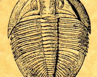 Ogygiocarella Trilobite Rubber Stamp