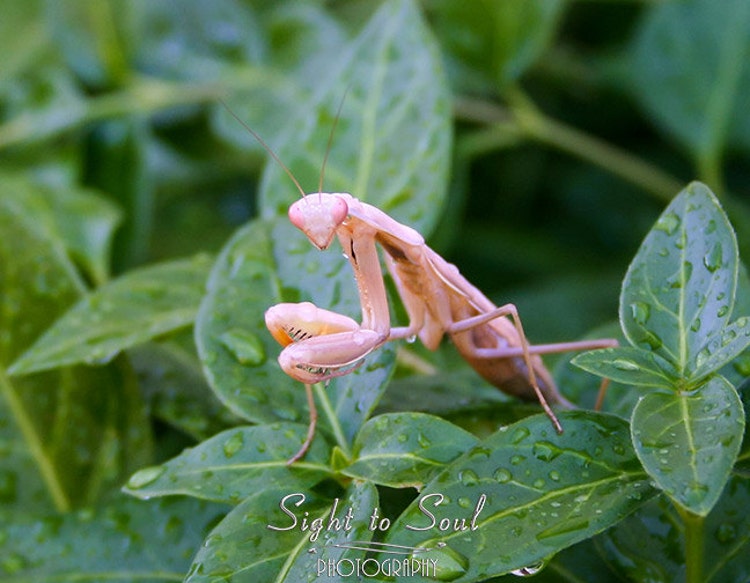 Pink Praying Mantis Photo nature photography insect by SightToSoul