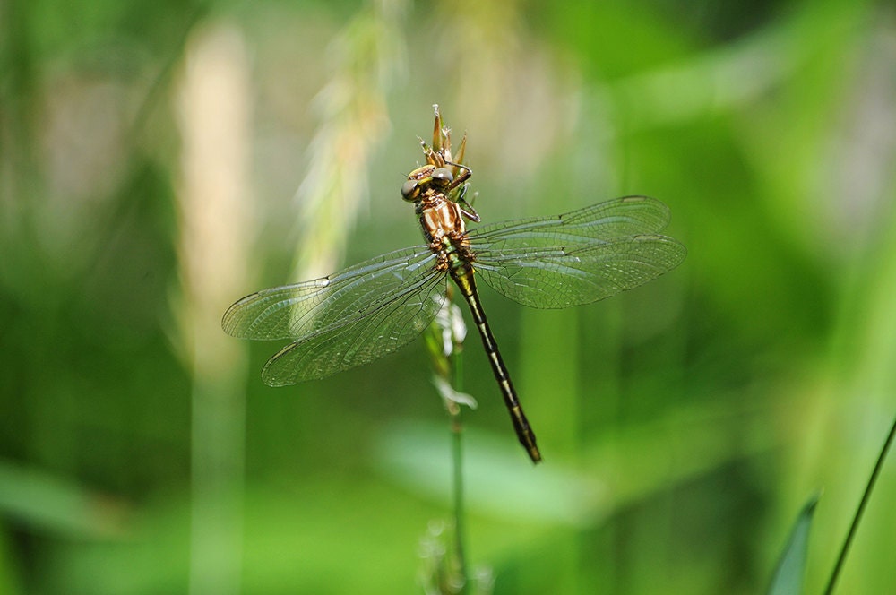 Shiny Dragonfly Nature Photography Metallic Green Wings