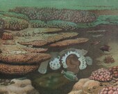 Antique print.1904.Lithograph in color.CORAL REEF.111 years old print.Sea print.Natural History print.Old print.6,2x9,4" ,16x24 cm.
