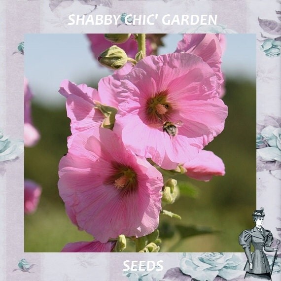 PINK HOLLYHOCK Sacred Edible Plant Victorian by VikkiVines