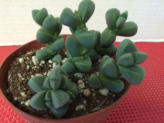 Succulent Plant. Dark Green Argyroderma Hybrid by SucculentJewels