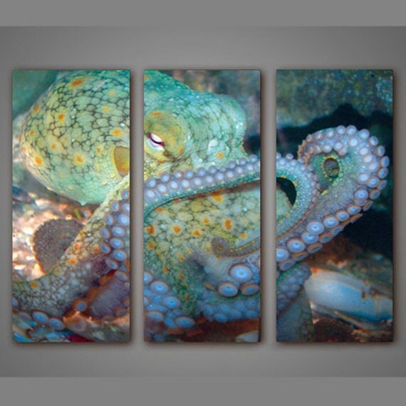 Octopus Art Print, Octopus Wall Art Picture, Tentacles Wall Decor Art ...