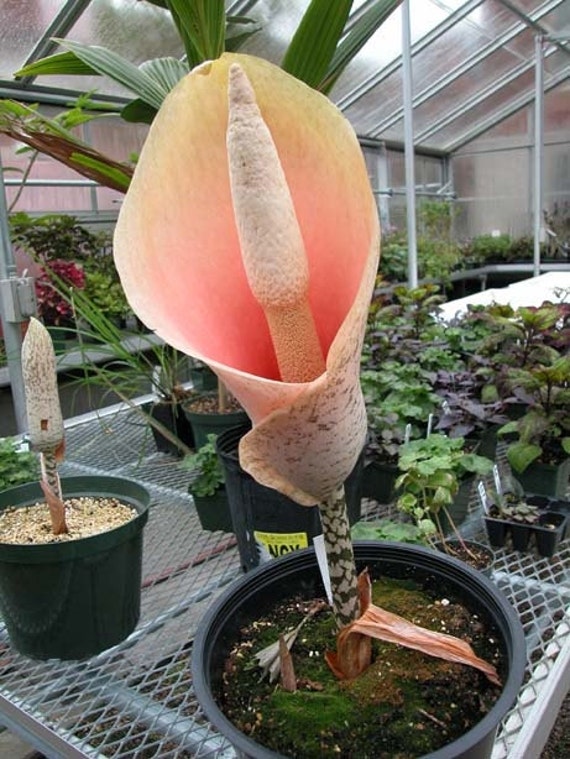 Amorphophallus Bulbifer Pink Devil's Tongue Voodoo Lily