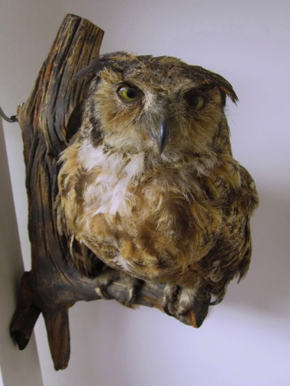 horned owl taxidermy