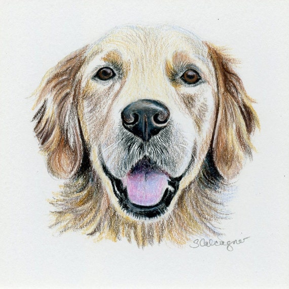 Golden Retriever Dog Drawing Original Drawing Colored