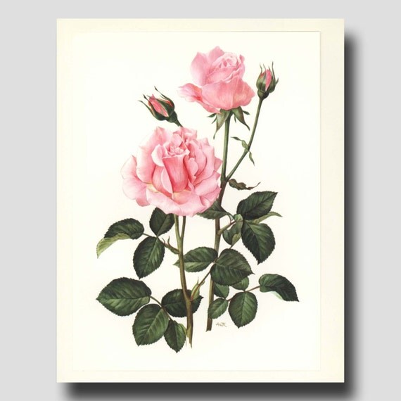 Pink Roses Wall Art Wall Decor 1960s by ParagonVintagePrints