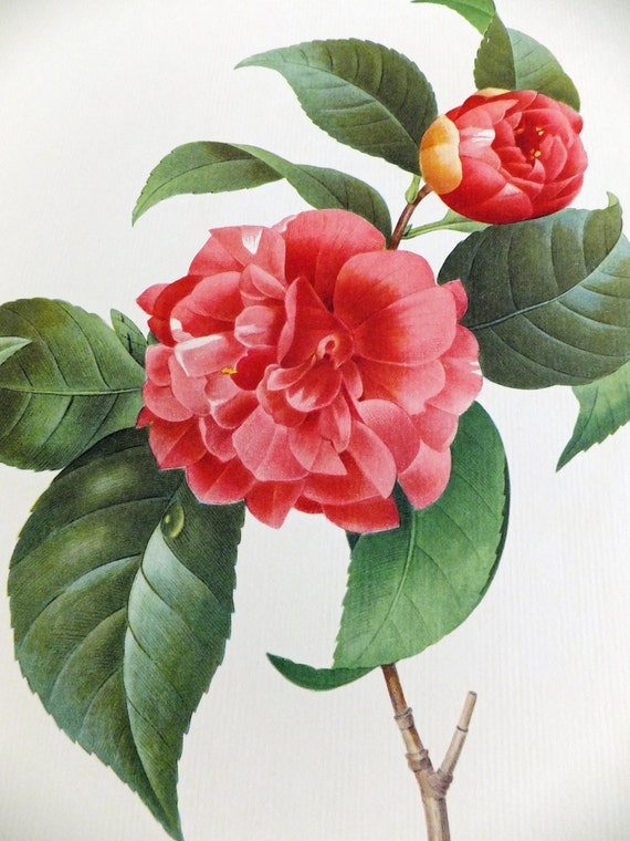 Redouté Flower Poster Vintage Flower Picture Red Camellia