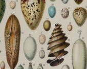 Birds.Vintage print.1920's.EGGS.Beautiful print.80 years old print.Vintage illustration.Antique print,Eggs prints12,1x9,4" or 24x31cm.