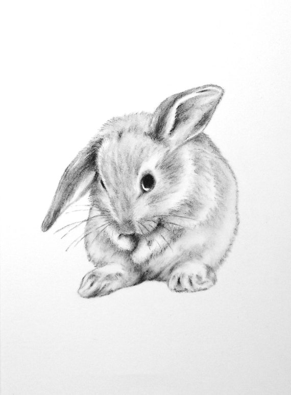 bunnies drawing - Bunny Art ORIGINAL 5x7 Charcoal Lop Eared Bunny by