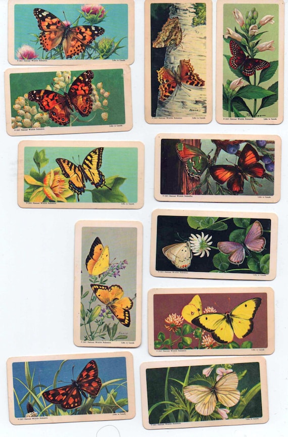 Red Rose Tea/Brooke Bond Tea Cards Butterflies of North