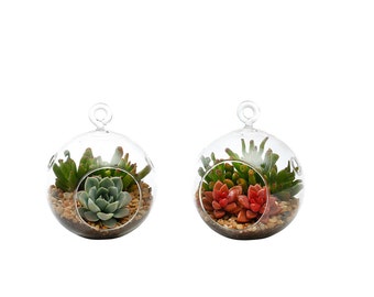 Succulent Terrarium Duo: Echeveria, Gollum Jade, and Red Graptosedum