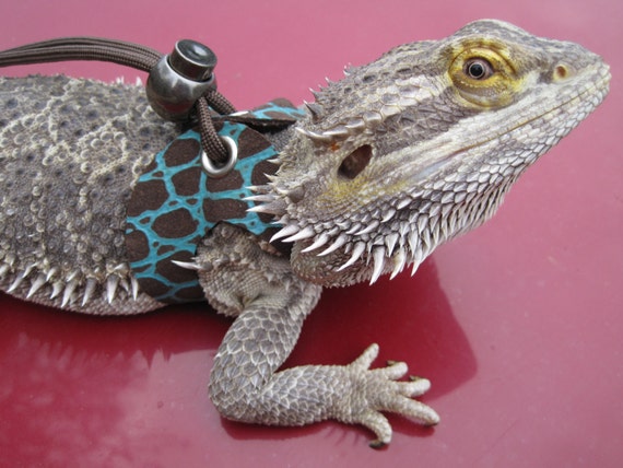 Large Leather Lizard Leash/Reptile Harness by LizardLovers on Etsy