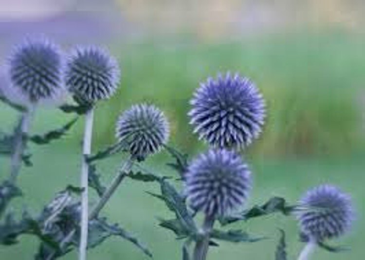 Blue Globe Thistle Seeds Echinops Ritro by NaturesPotionsLtd