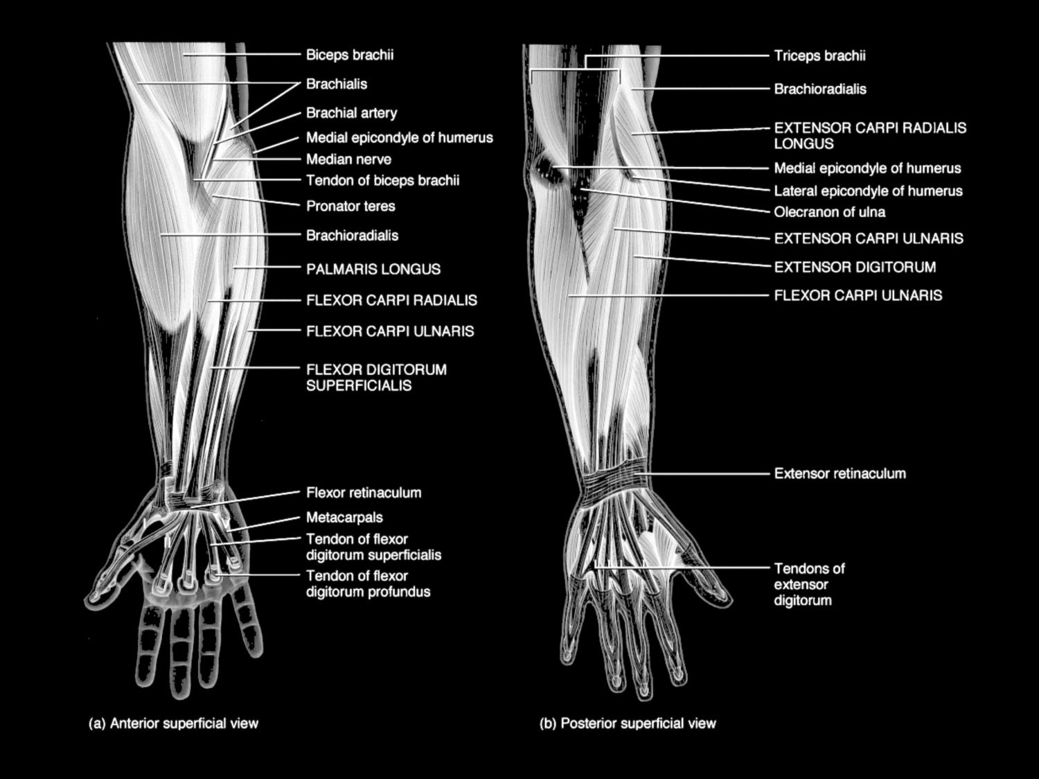 Muscles and Tendons of the Arm Art Print Poster Medical