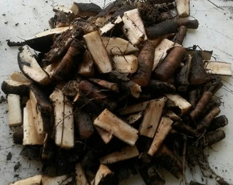 Bocking 14 Russian comfrey root cuttings 15 pcs - Sampler