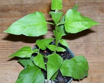 Calea zacatechichi Dream herb Live Plant Shaman
