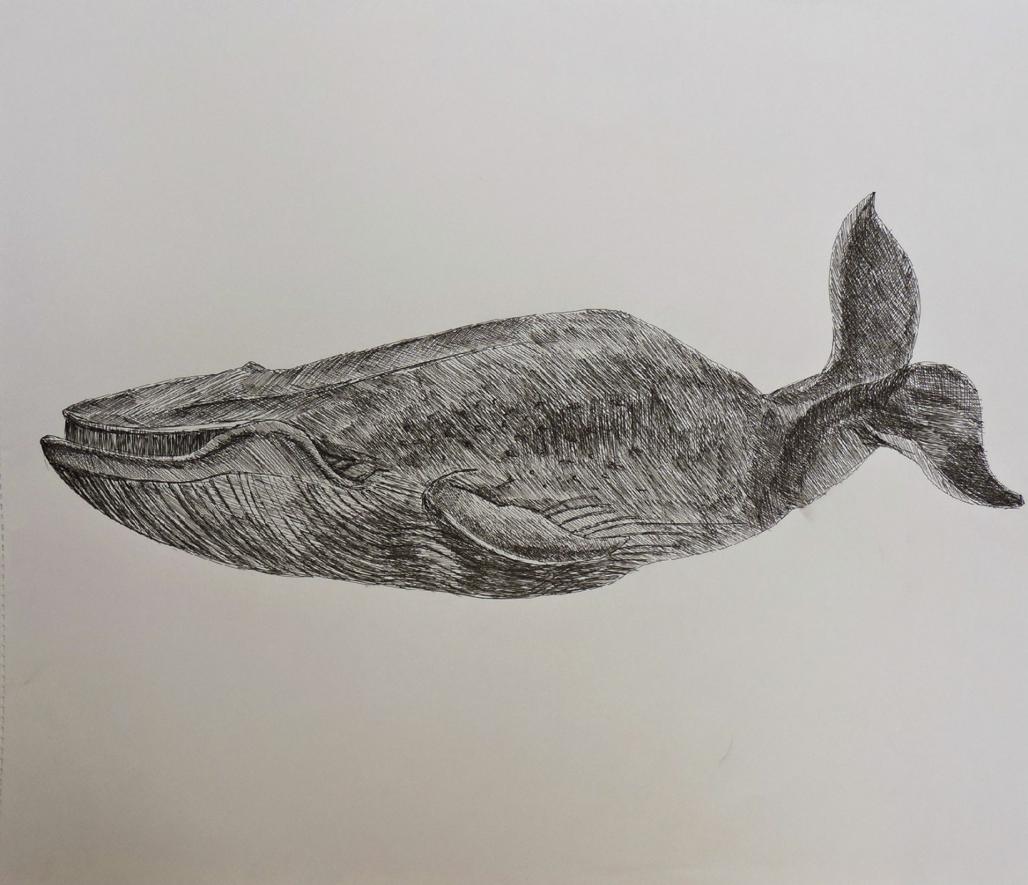 Small guy whale pen and ink drawing