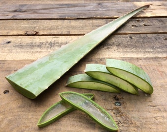 Fresh Organic Aloe Vera Leaves
