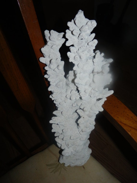 Tall large piece of White Coral Pretty Piece of by TracysEstate