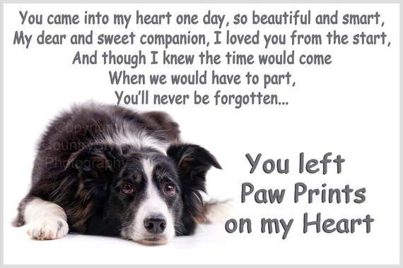 Border Collie Dog Bereavement Memorial Fridge Magnet Gift