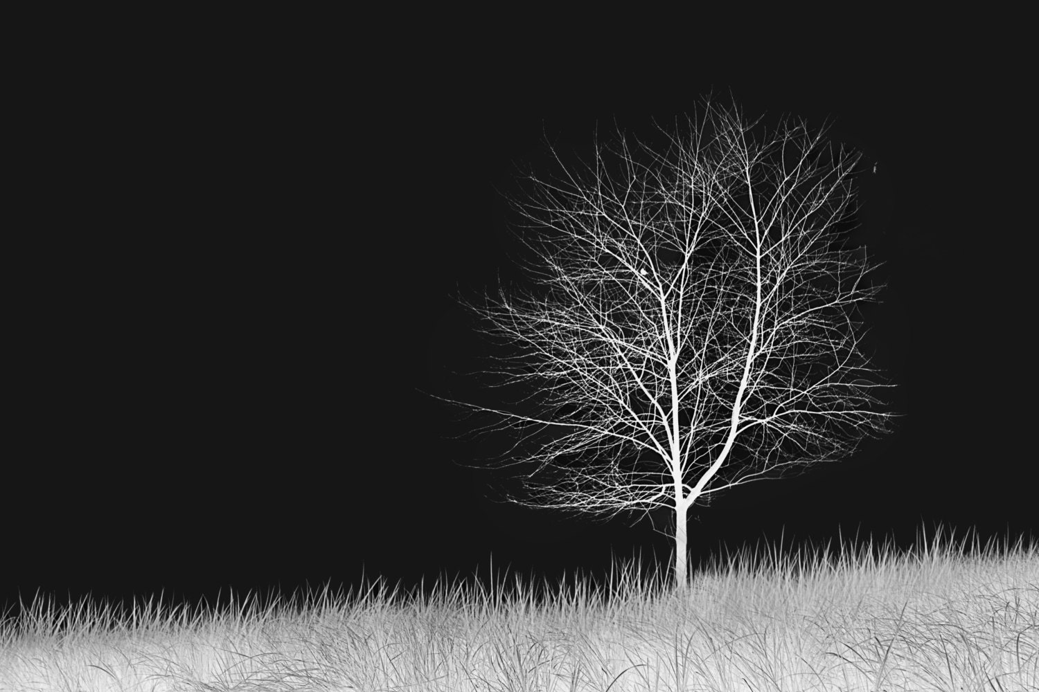 Lone Tree White on Black by 710studio on Etsy