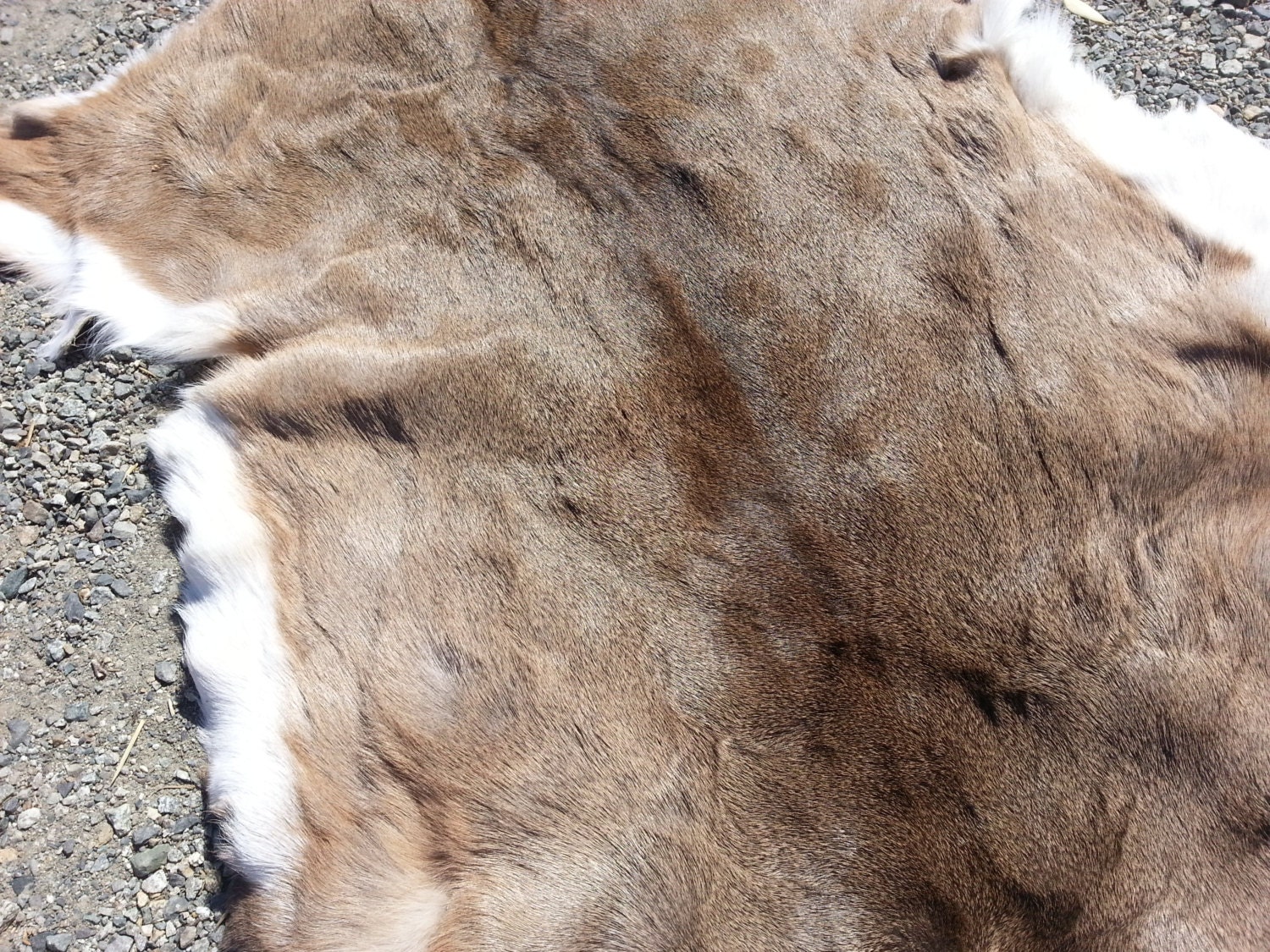 One Average Large Whitetail Deer Hide Soft Tanned by Furries