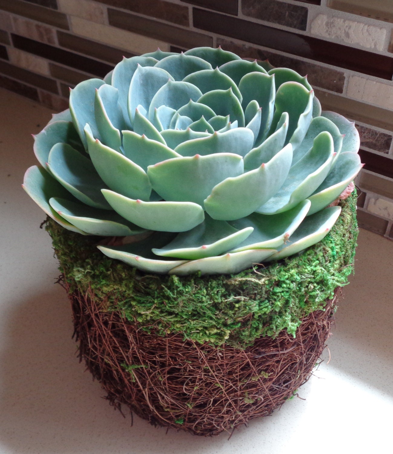Succulent Basket Kit5 Plant Basket With Moss Rim