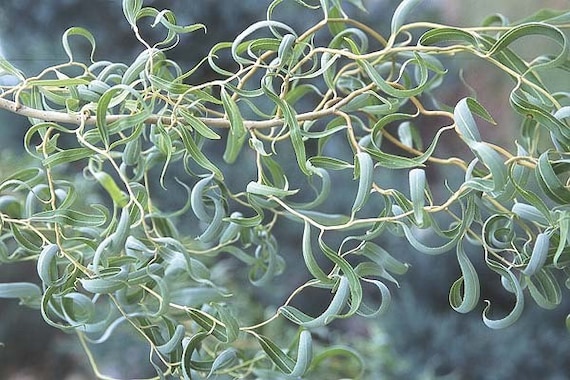 Curly Willow Corkscrew Willow Tree Salix matsudana