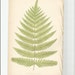 Antique Original Fern Print Plate Bookplate Botanical