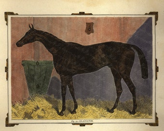 Antique Original Hand colored Engraving of Horse - Gladiator Horse