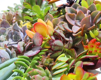 10 assorted succulent cuttings succulent clippings plant cuttings wholesale succulent cuttings bulk succulent clippings 1-5" length