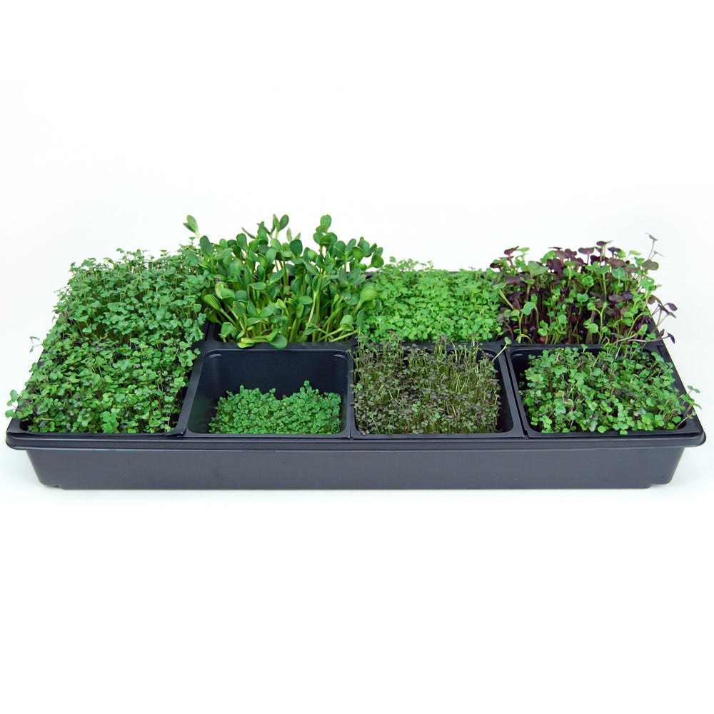 Sectional Hydroponic Microgreens Growing Kit - Grow Fresh 
