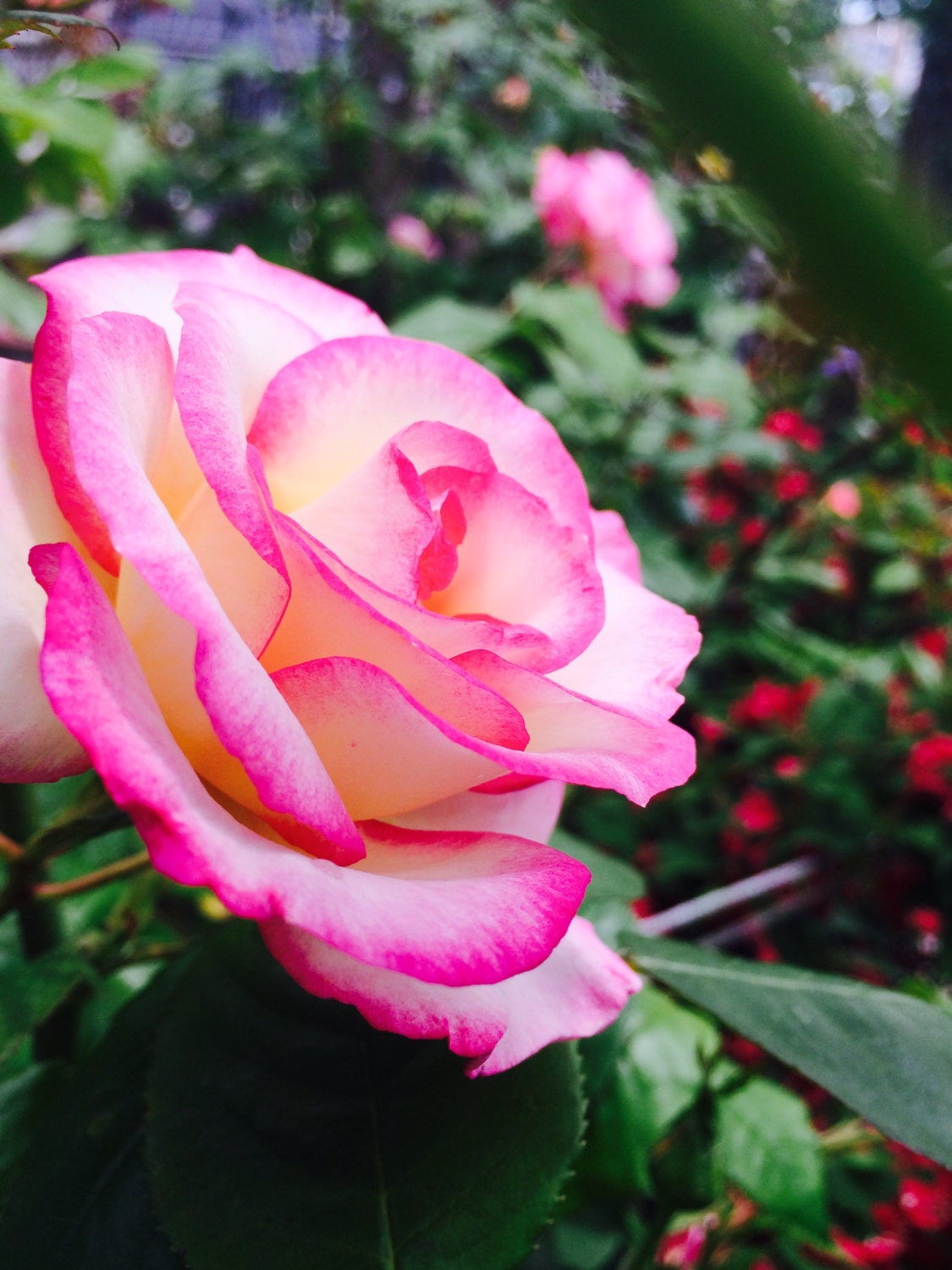 20 PFF Pink roses 2 cutting plants pink Rose Cuttings